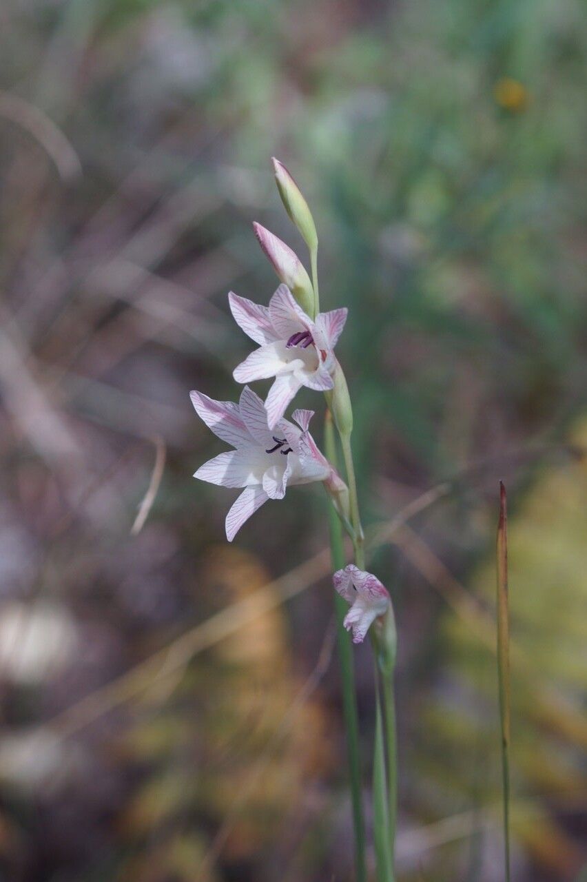 Gladiolus erectiflorus — search result for 'Gladiolus'
