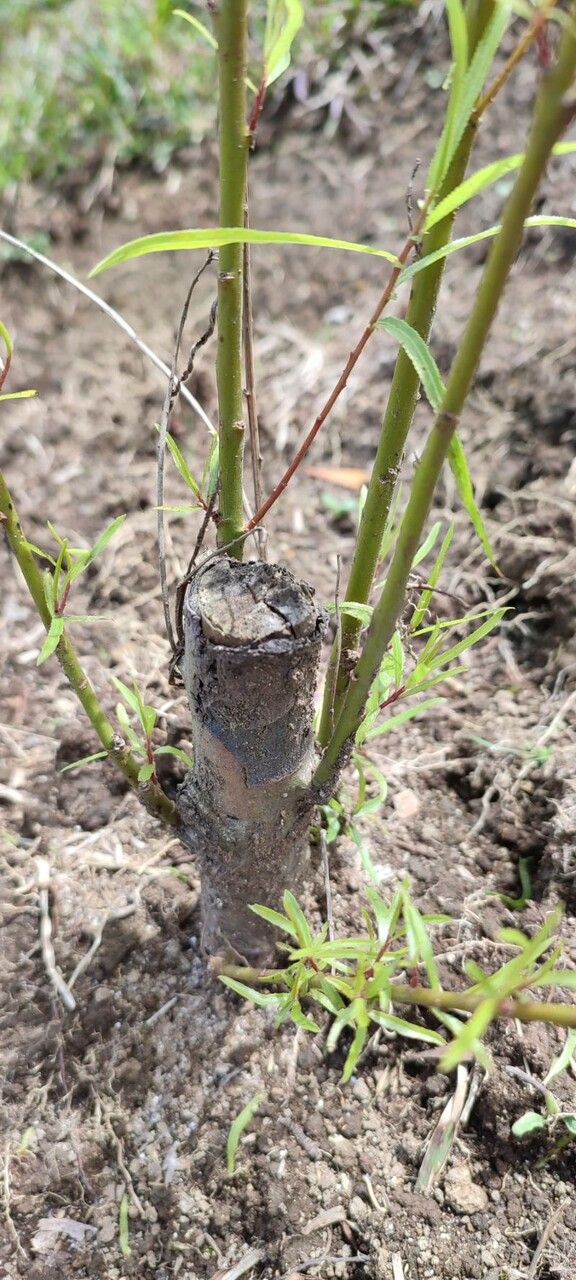 Grindelia lanceolata bark