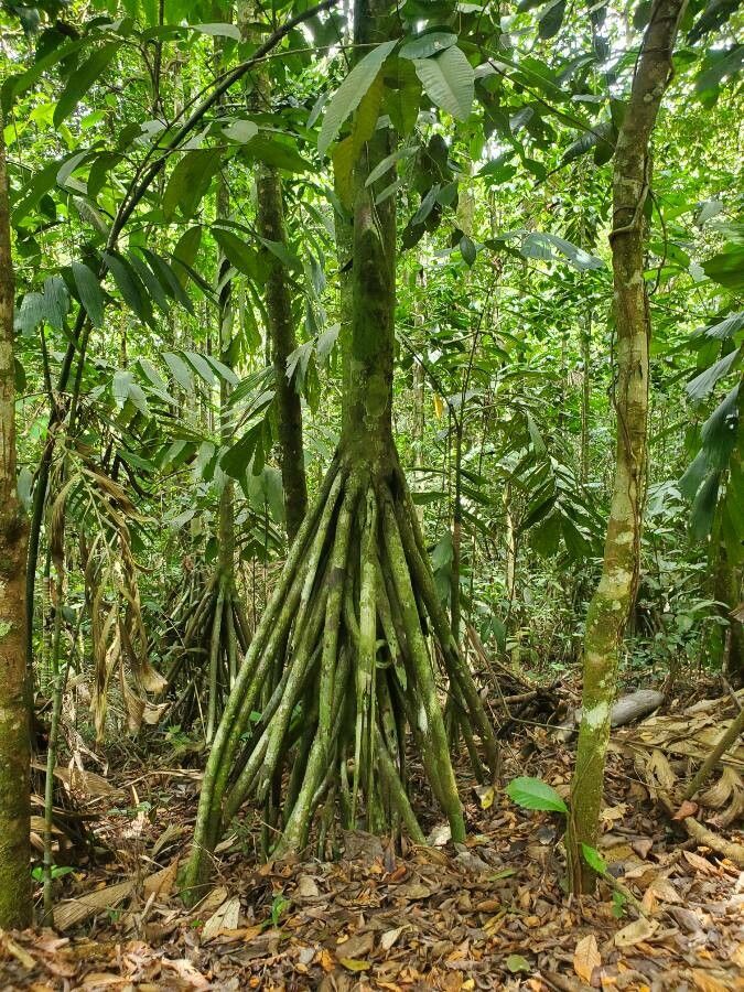 Socratea exorrhiza bark