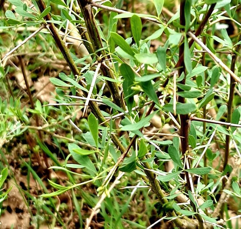 Caragana halodendron — search result for 'Caragana'