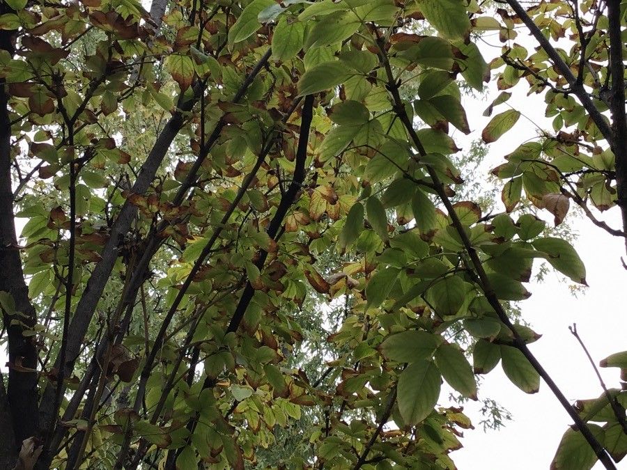 Staphylea pinnata leaf
