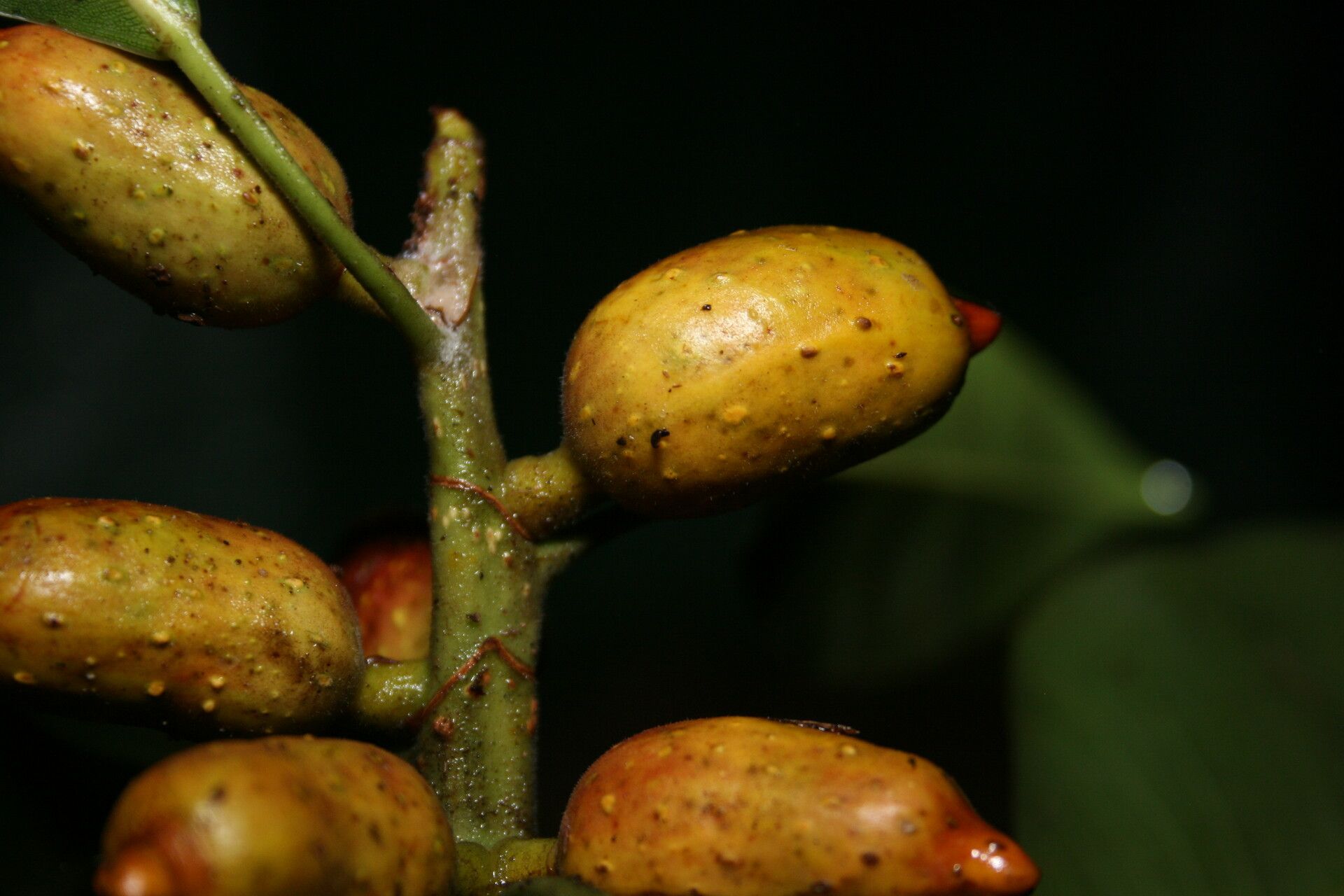 Ficus hesperidiiformis fruit
