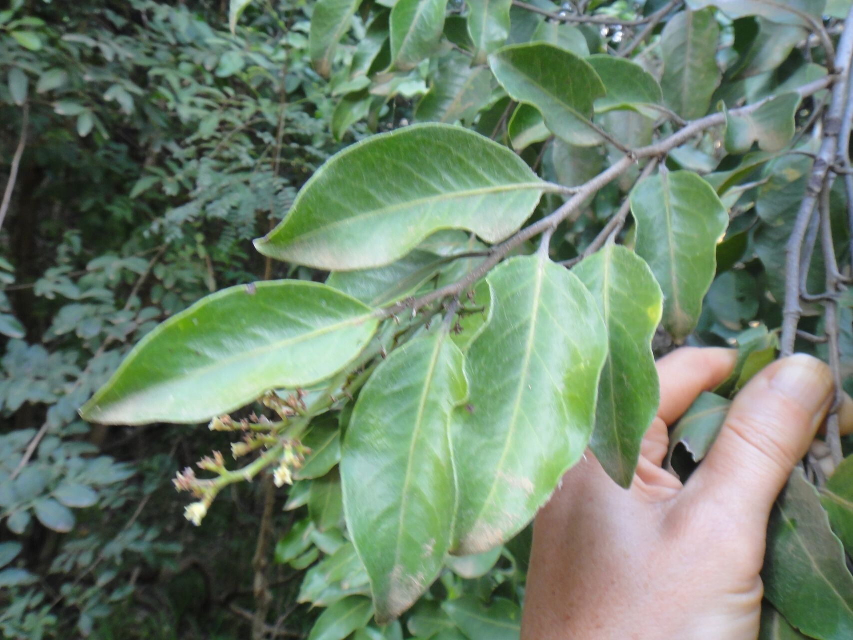 Hunga minutiflora leaf