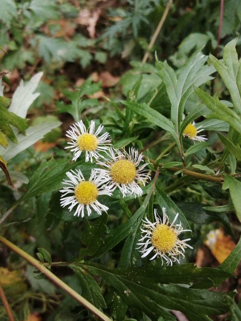 Boltonia asteroides flower