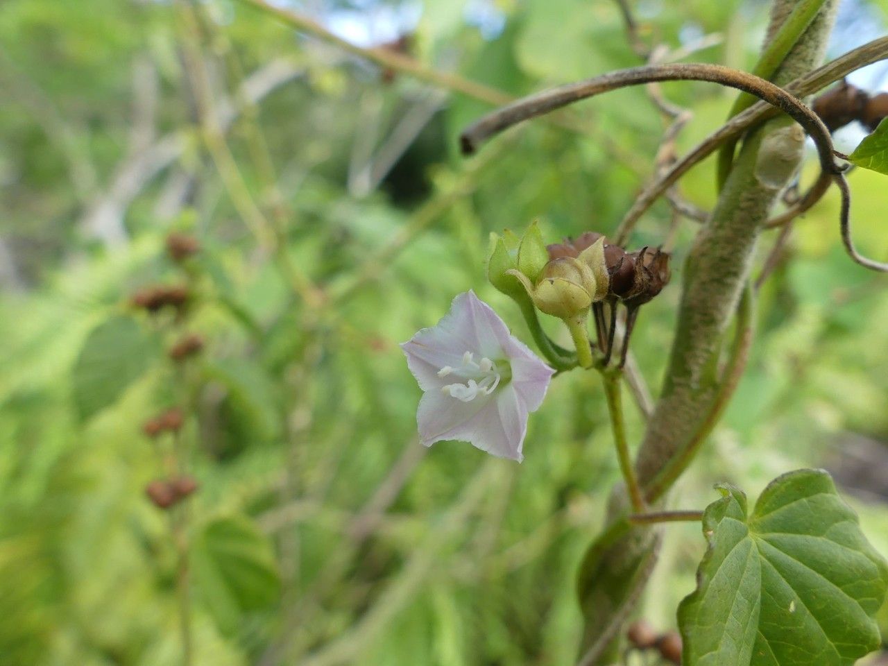 Jacquemontia paniculata flower