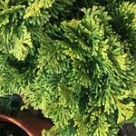 Chamaecyparis obtusa