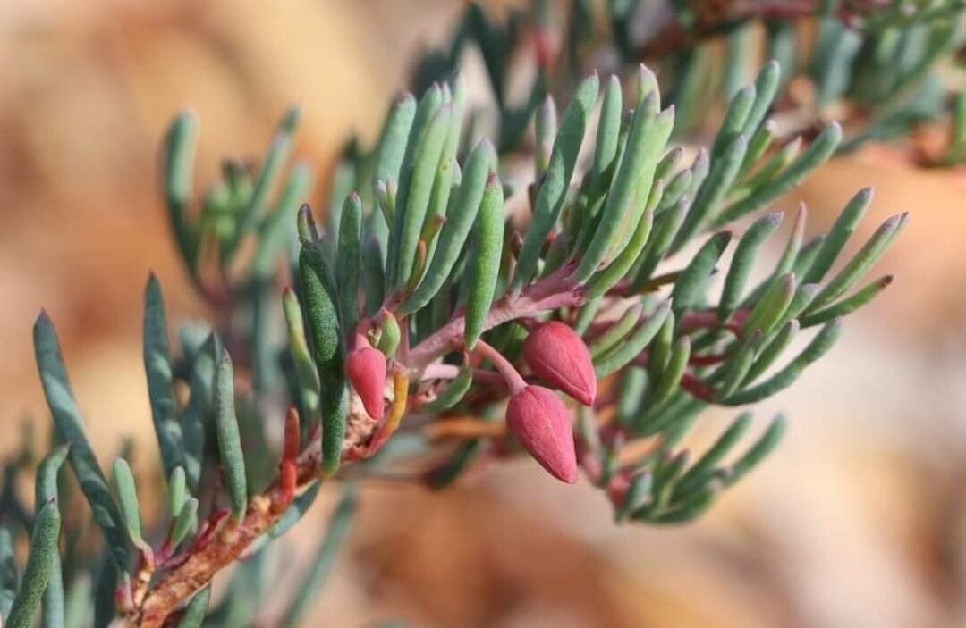 Verticordia mitchelliana — houseplant care guide