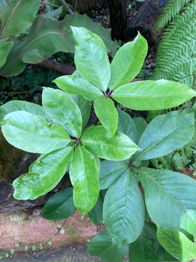 Raukaua valdiviensis — related species from the same genus