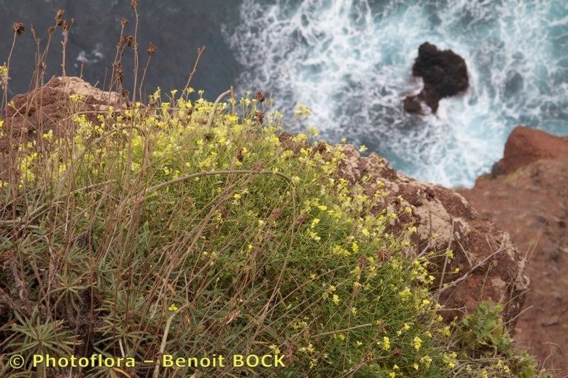 Diplotaxis glauca habit