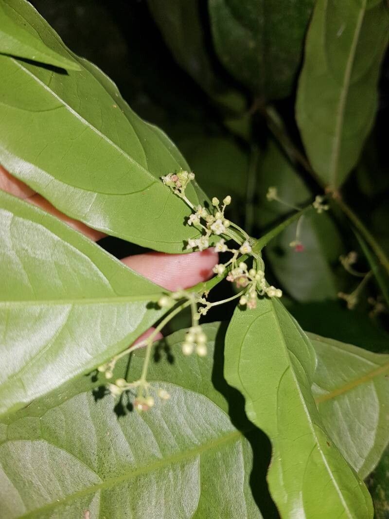 Crossopetalum parviflorum flower