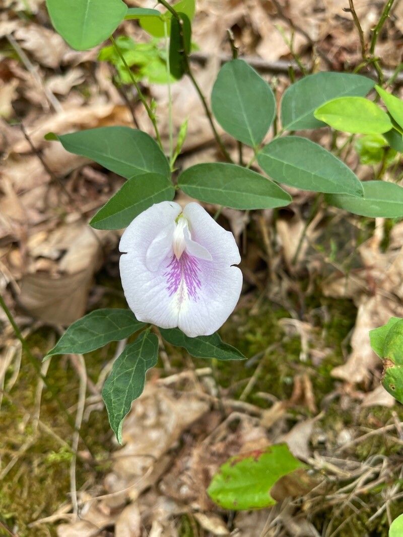 Clitoria mariana flower