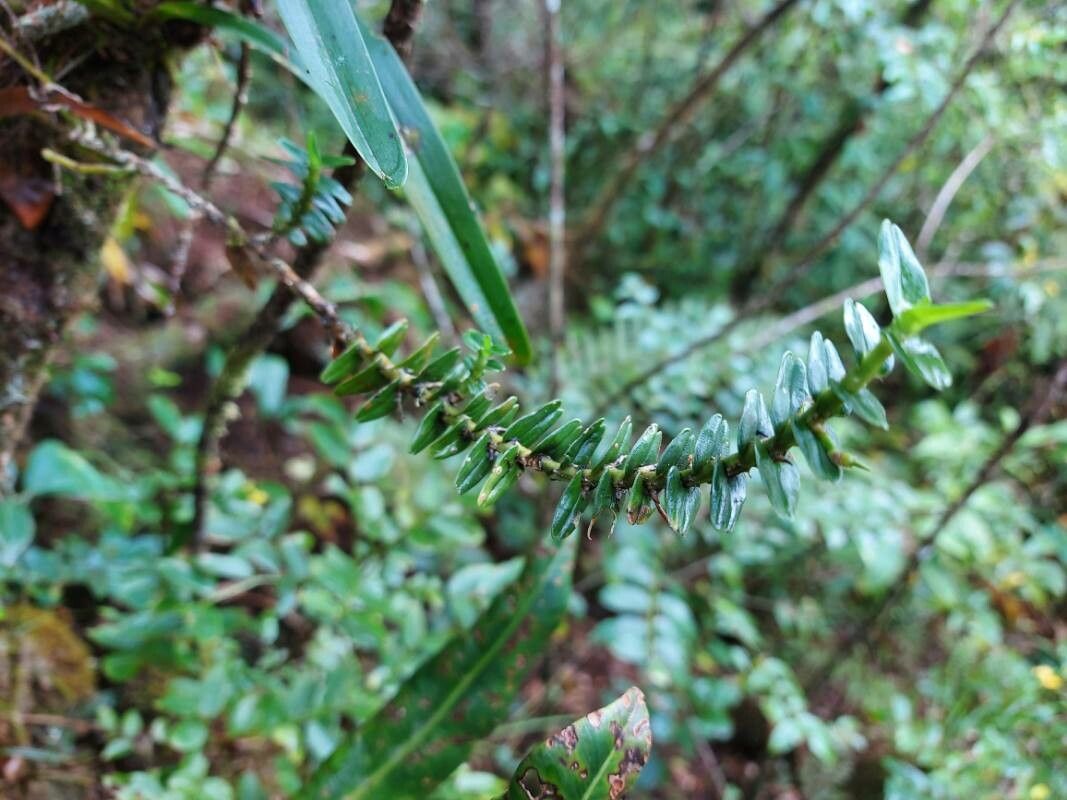 Angraecum appendiculatum — houseplant care guide