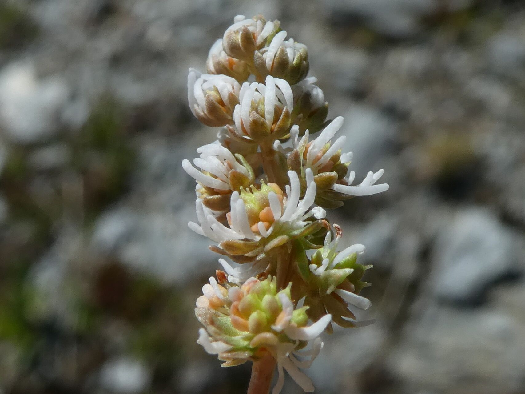 Sesamoides interrupta flower