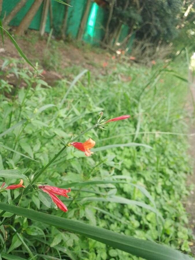 Dianthera secunda flower