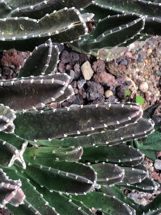 Euphorbia neriifolia leaf