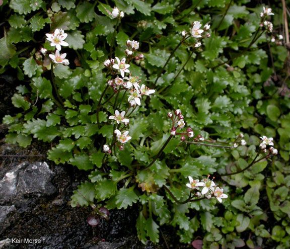 Micranthes howellii habit