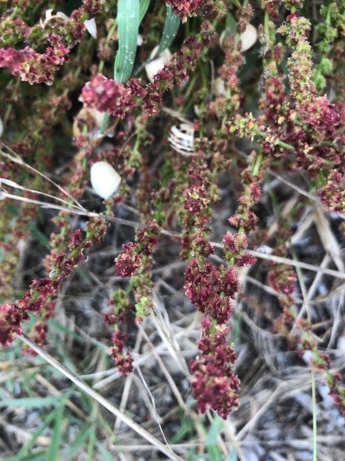 Rumex bucephalophorus fruit