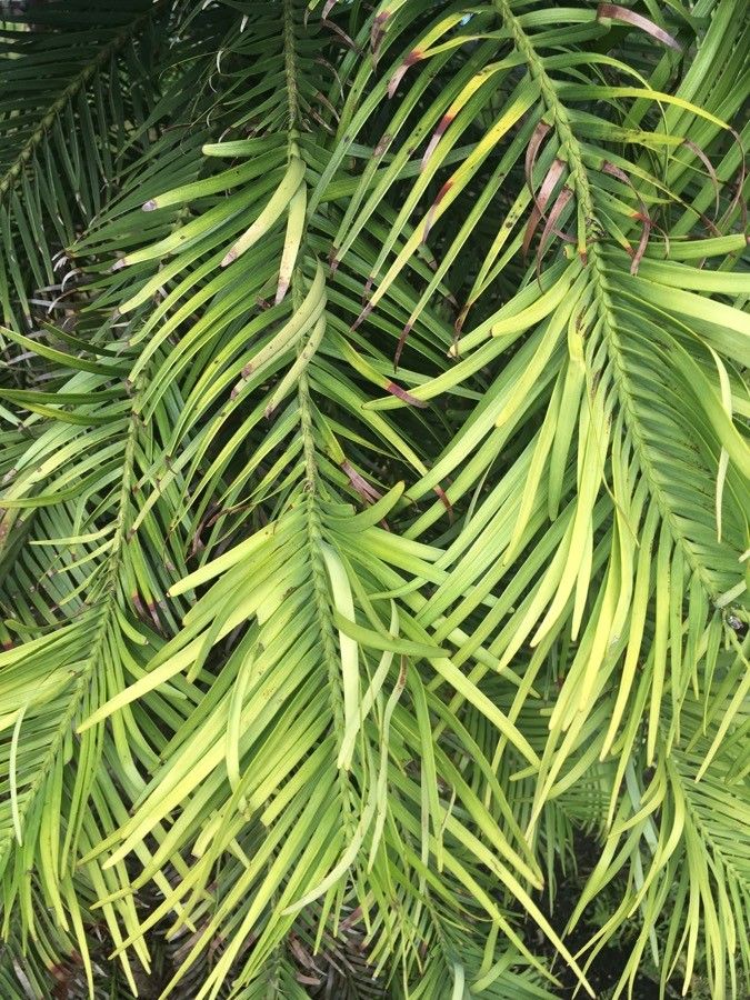 Wollemia nobilis leaf