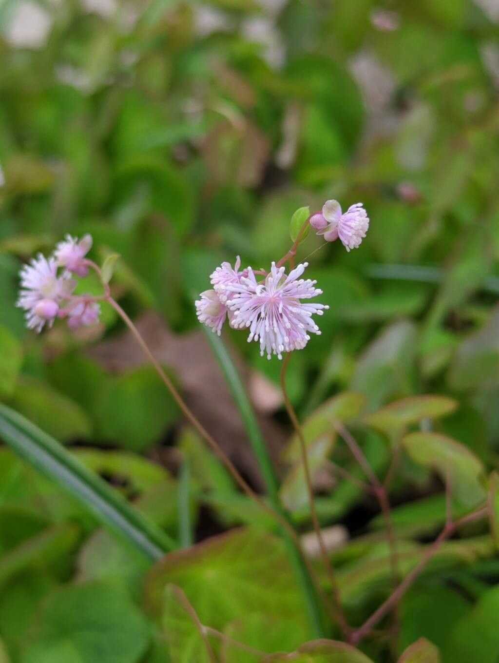 Thalictrum ichangense flower