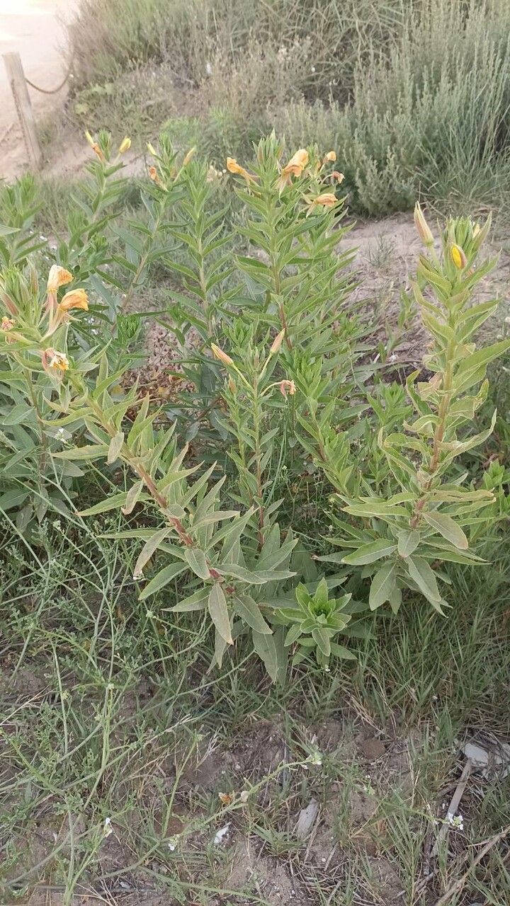 Oenothera villosa habit
