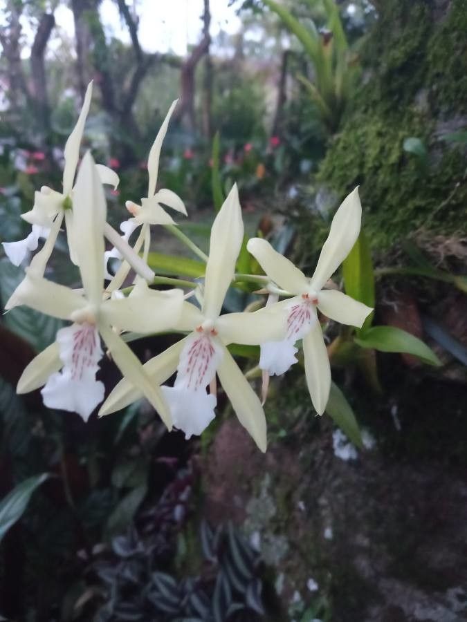 Miltonia Flavescens flower