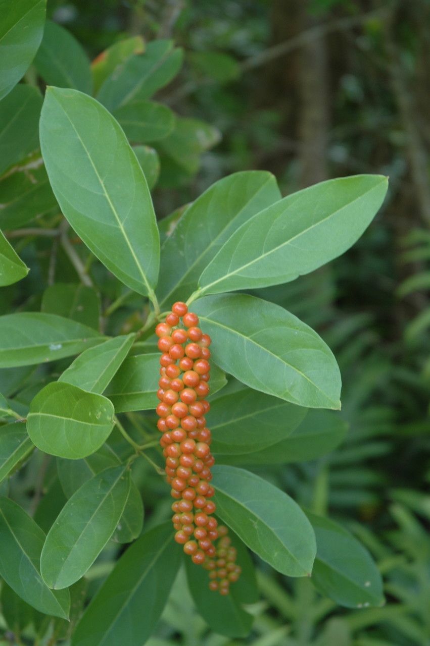 Citharexylum caudatum fruit