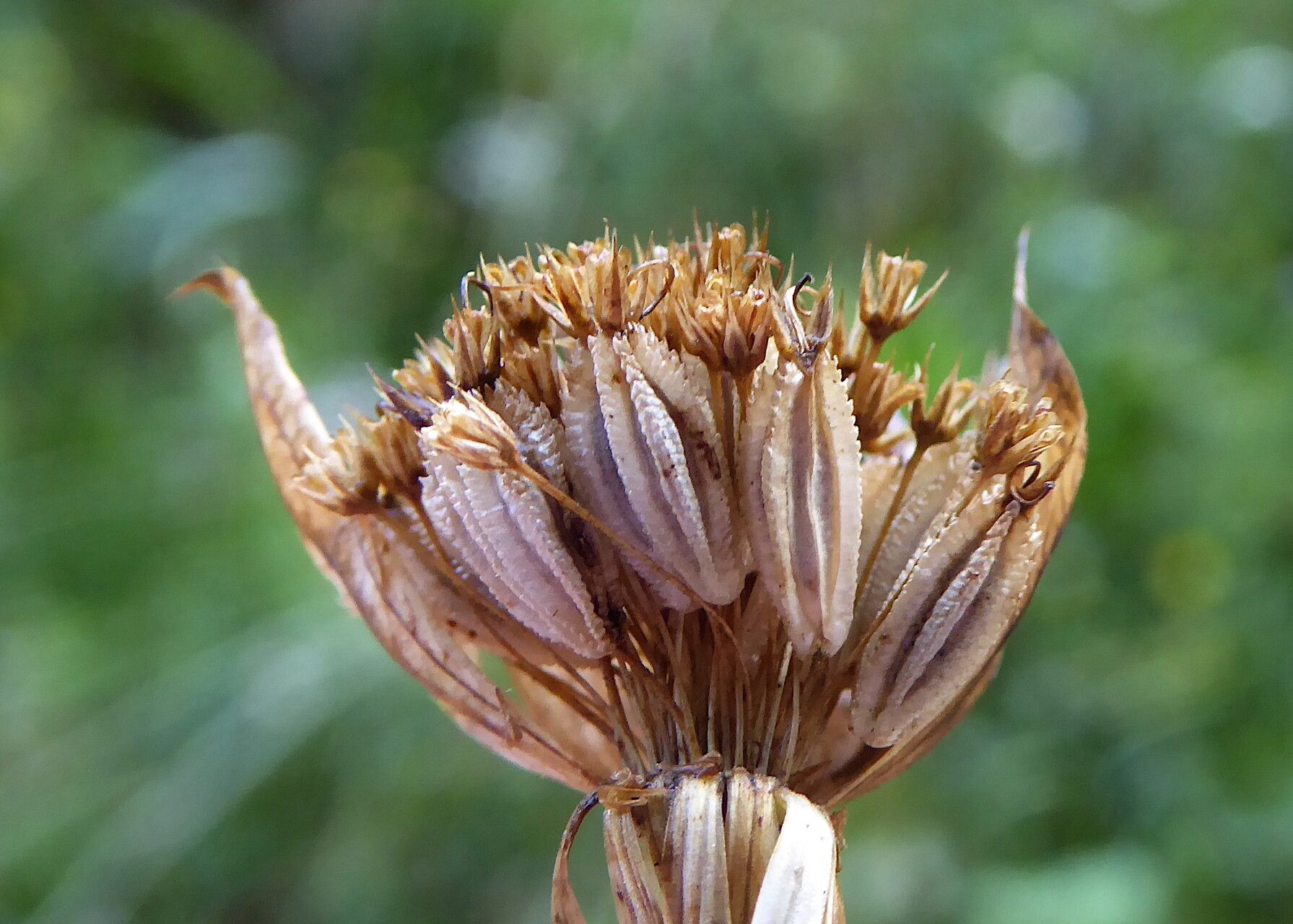 Astrantia minor fruit
