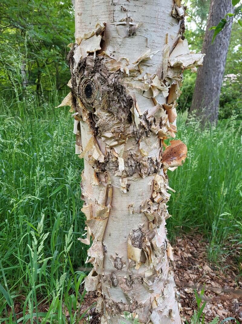 Betula costata bark