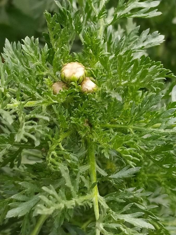 Chrysanthemum coronarium fruit