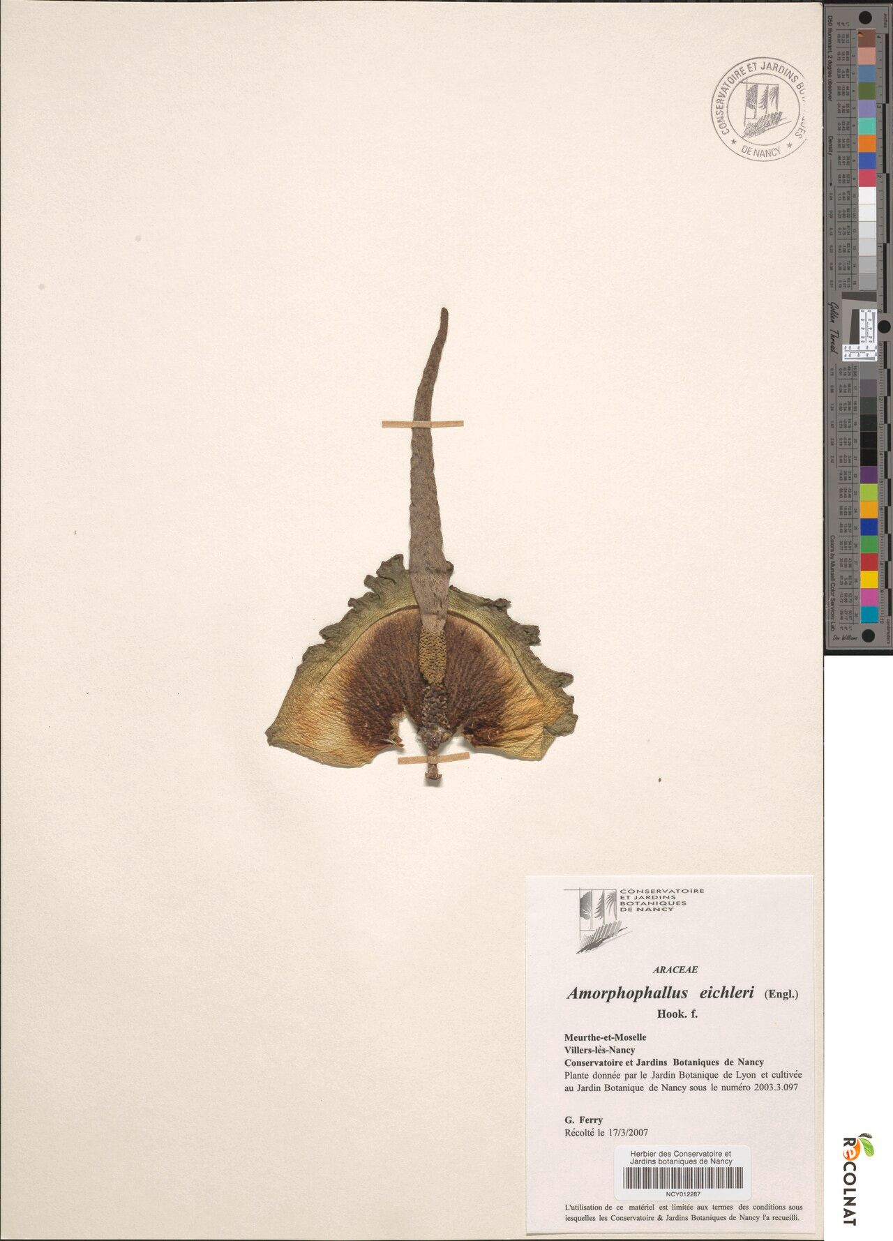 Amorphophallus eichleri — search result for 'Amorphophallus'