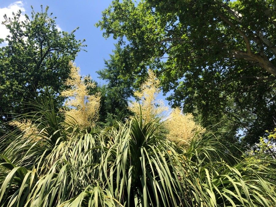 Nolina longifolia fruit