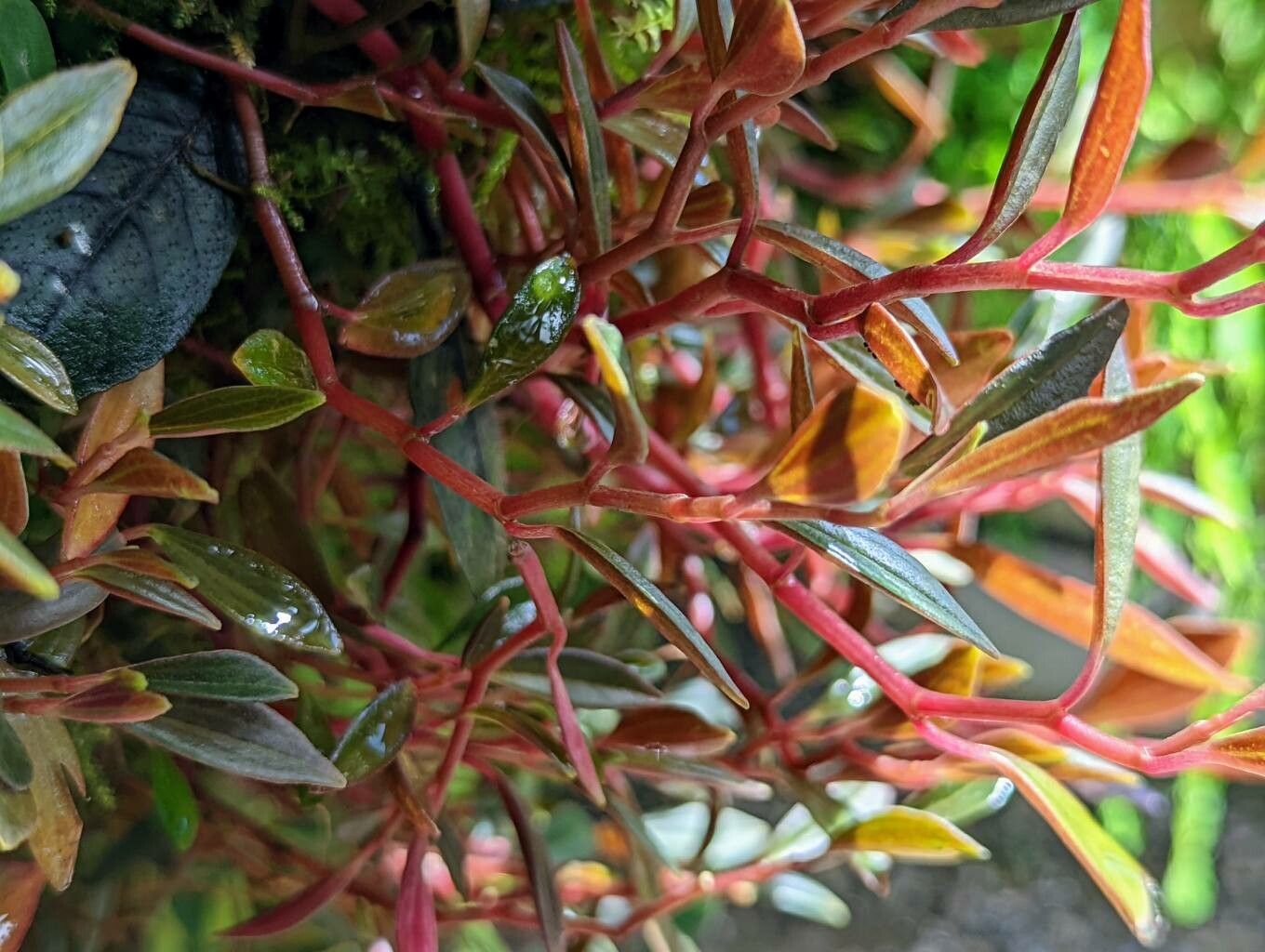 Peperomia flexicaulis bark