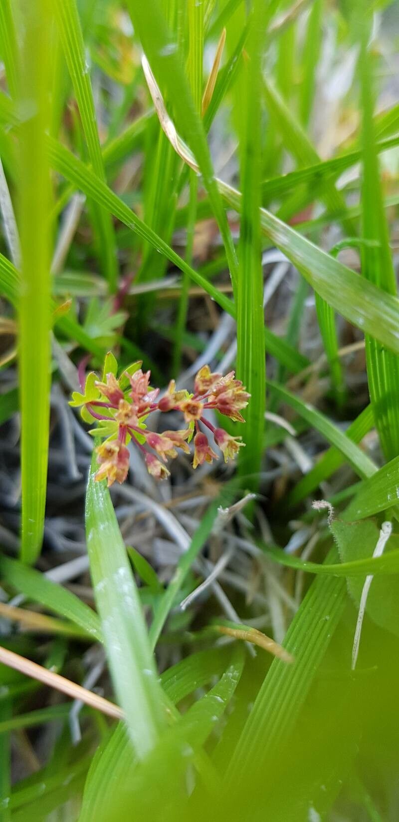 Alchemilla pentaphyllea flower