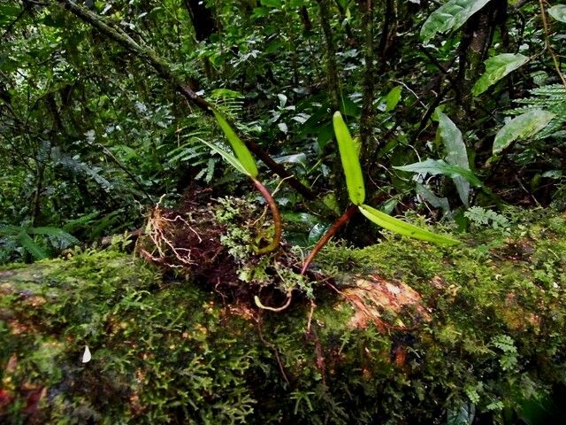 Bulbophyllum jaapii habit