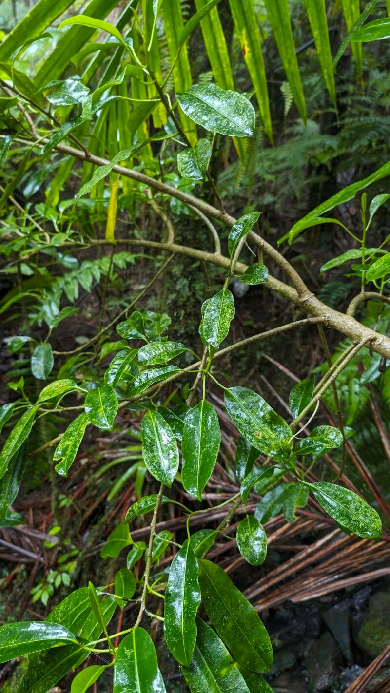 Sapium laurocerasus bark