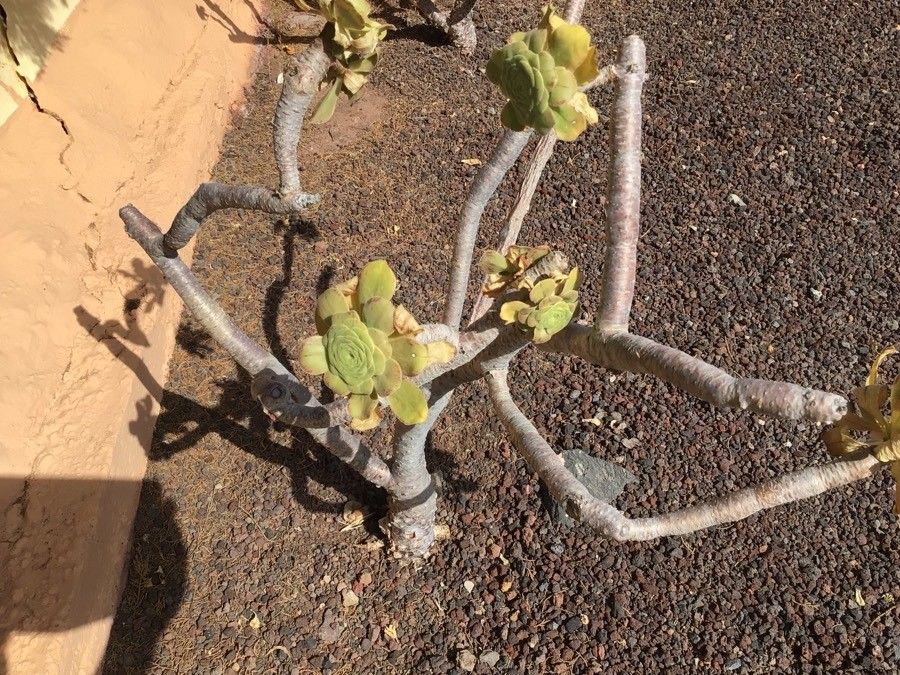 Aeonium goochiae leaf