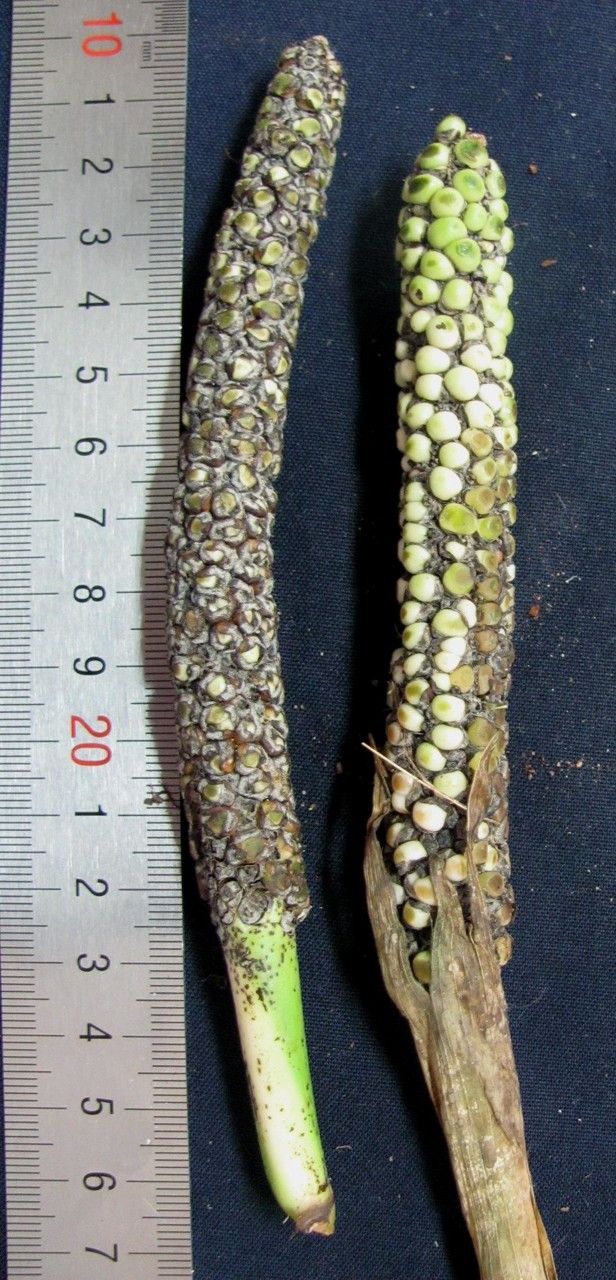 Chamaedorea zamorae — search result for 'Chamaedorea'