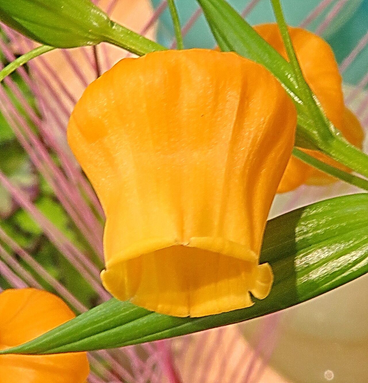 Sandersonia aurantiaca flower
