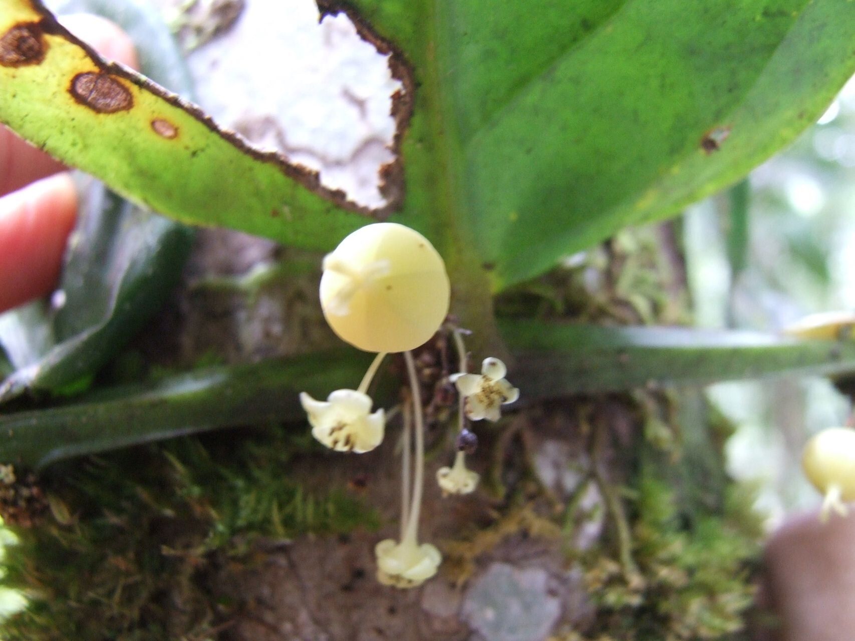 Phyllanthus pseudotrichopodus — houseplant care guide