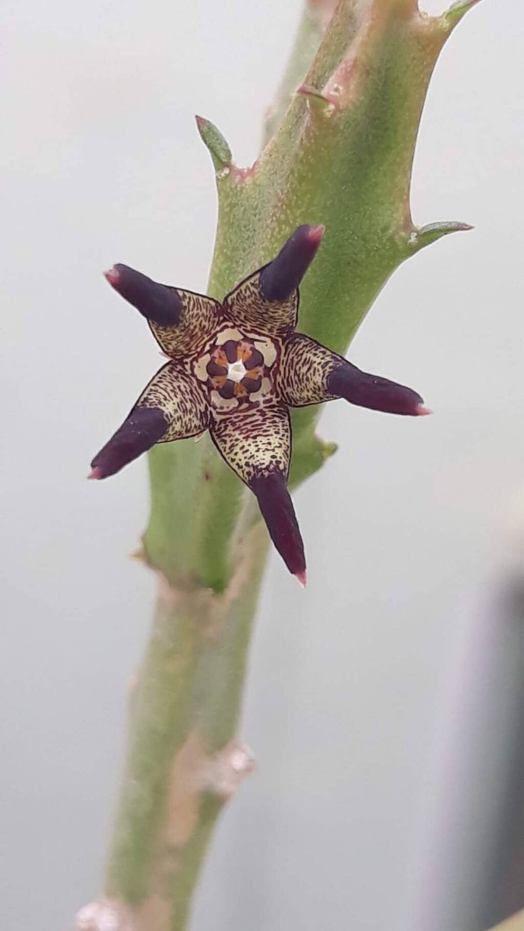 Caralluma adscendens leaf