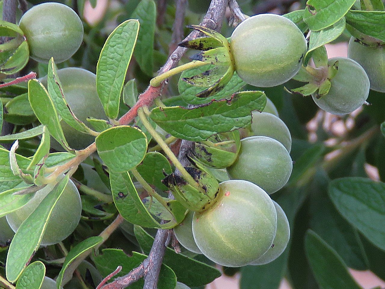 Diospyros Lycioides fruit