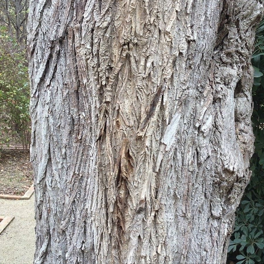 Paliurus orientalis bark