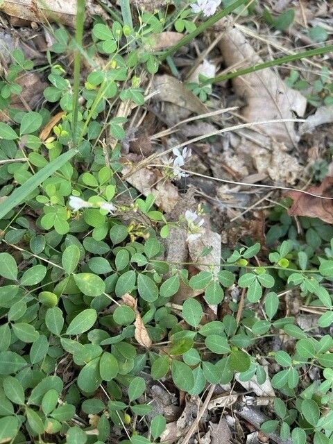Lespedeza procumbens — search result for 'Lespedeza'