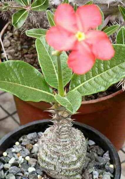 Pachypodium windsorii habit
