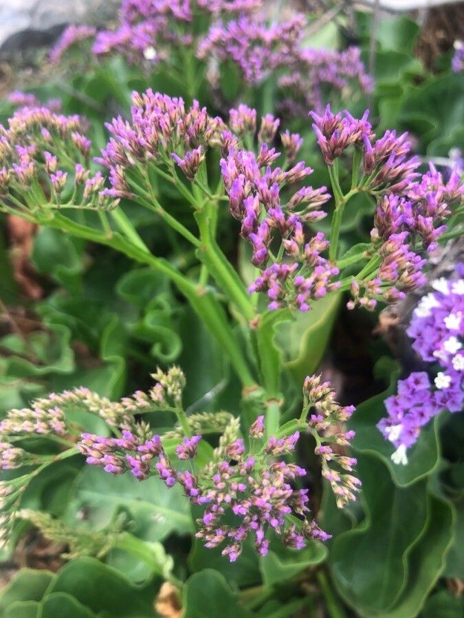 Limonium bourgeaui flower
