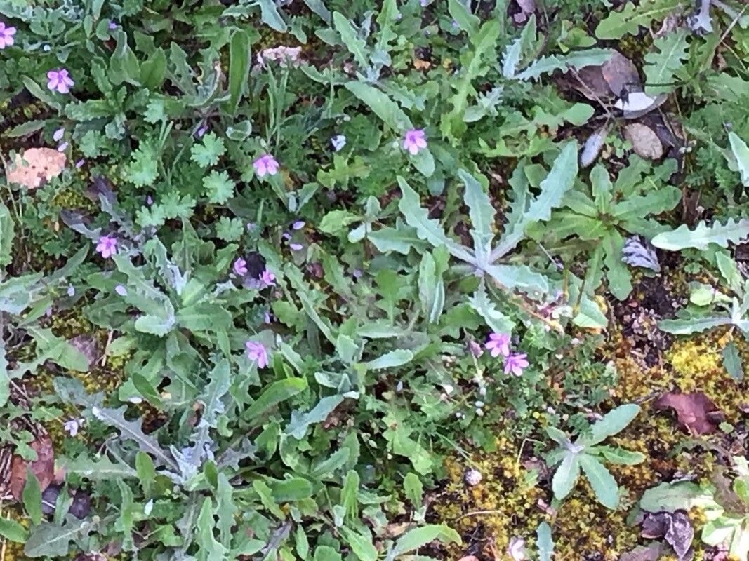 Silene diversifolia flower