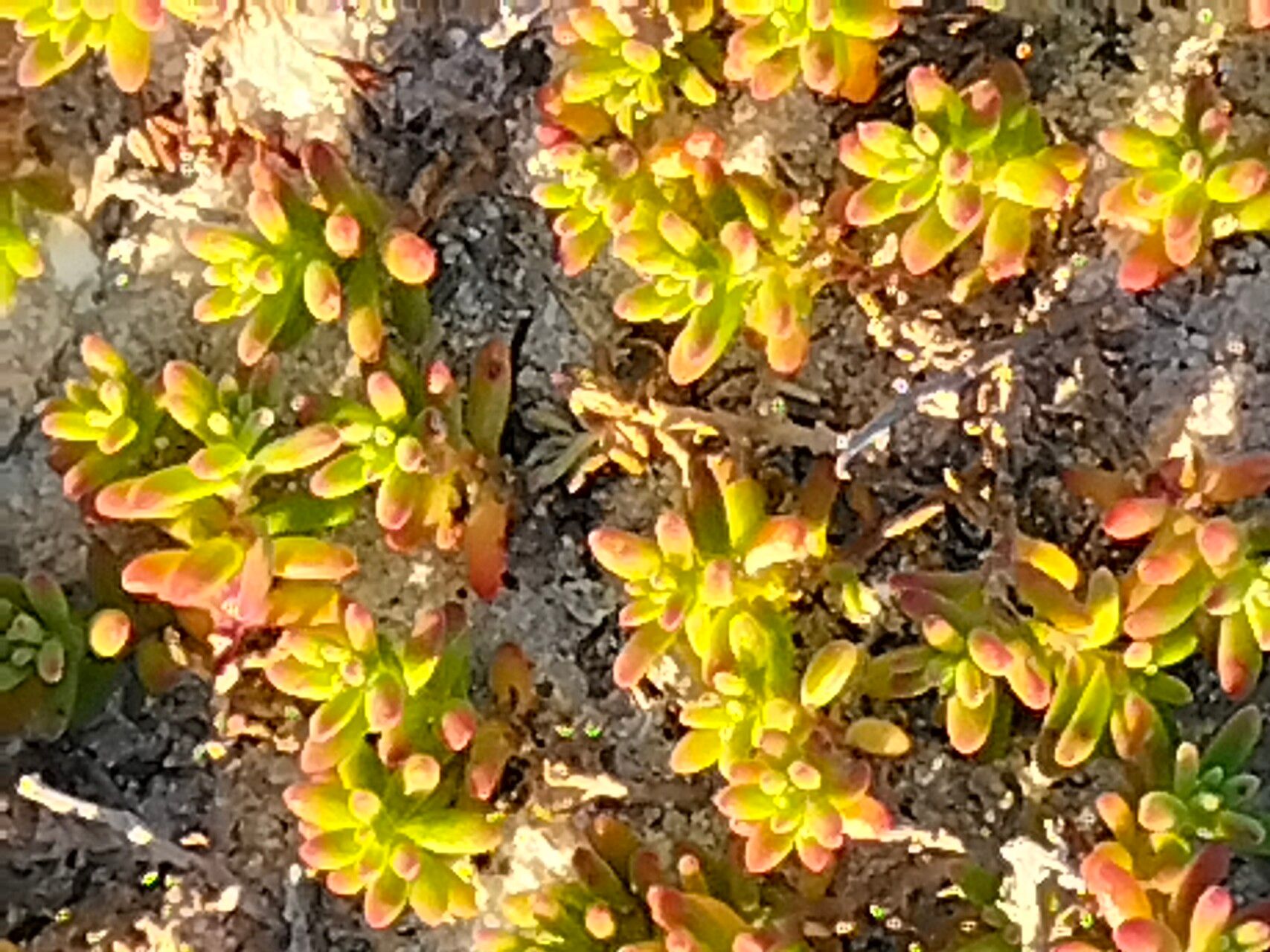 Tetragonia fruticosa bark