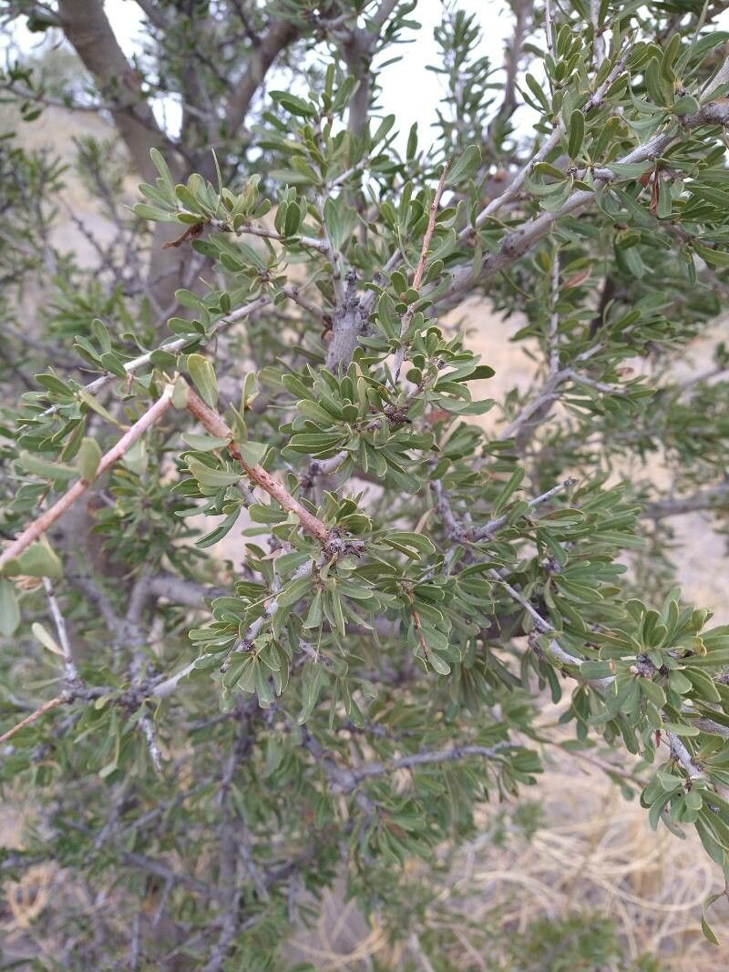 Schinus johnstonii leaf