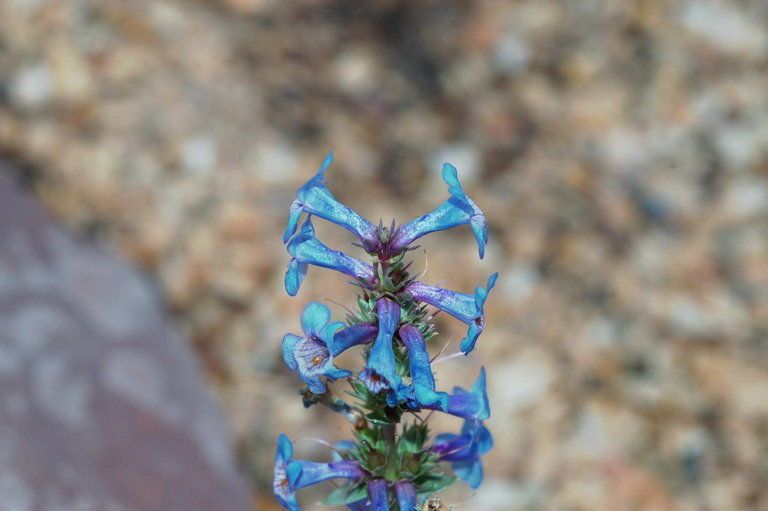 Penstemon arenicola flower