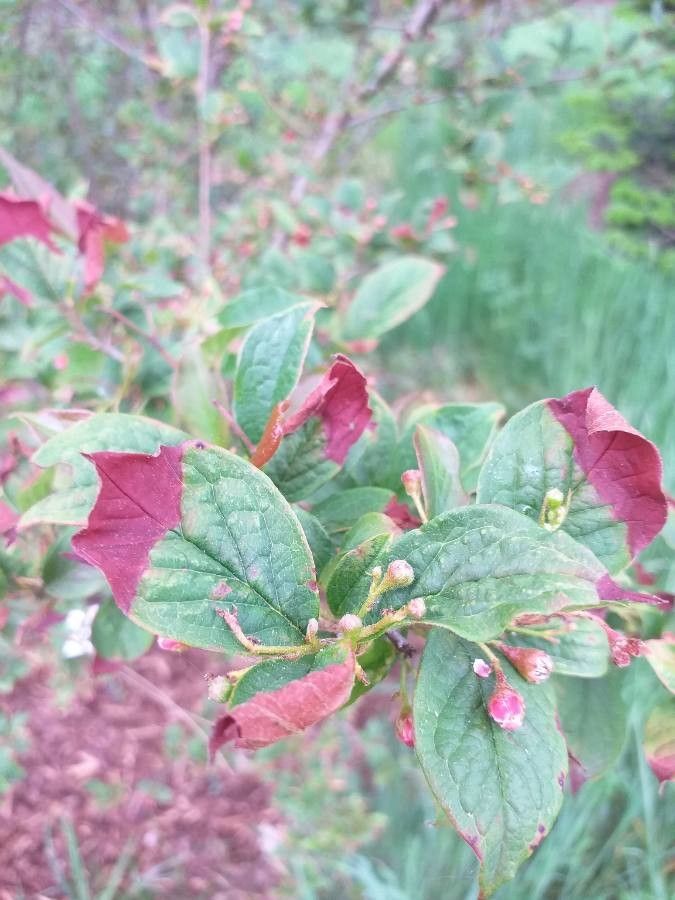 Cotoneaster ambiguus — search result for 'Cotoneaster'